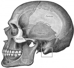 顎関節症と乳様突起 側頭骨